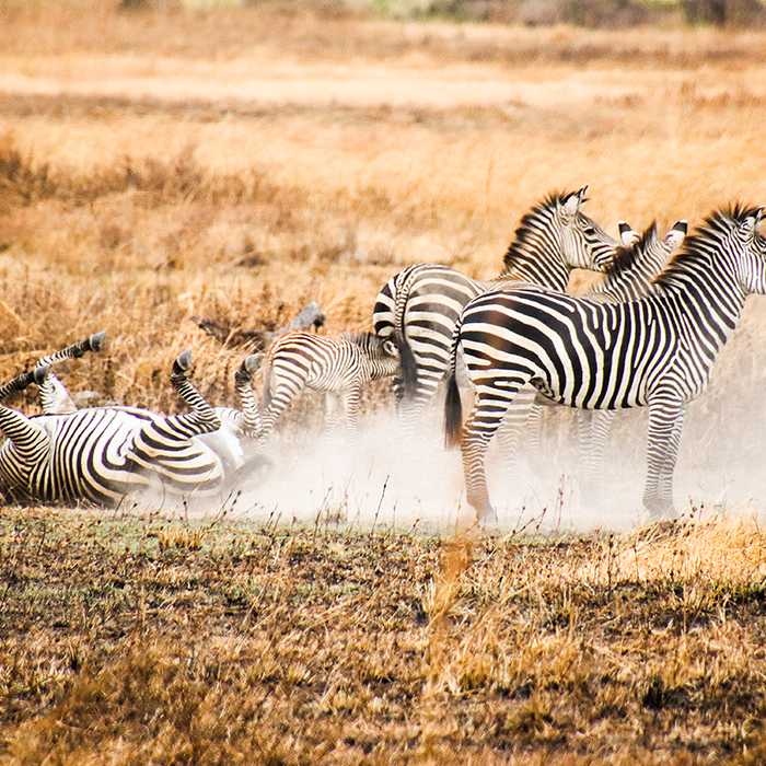 From Savannah to Sea:The Ultimate Tanzania Escape