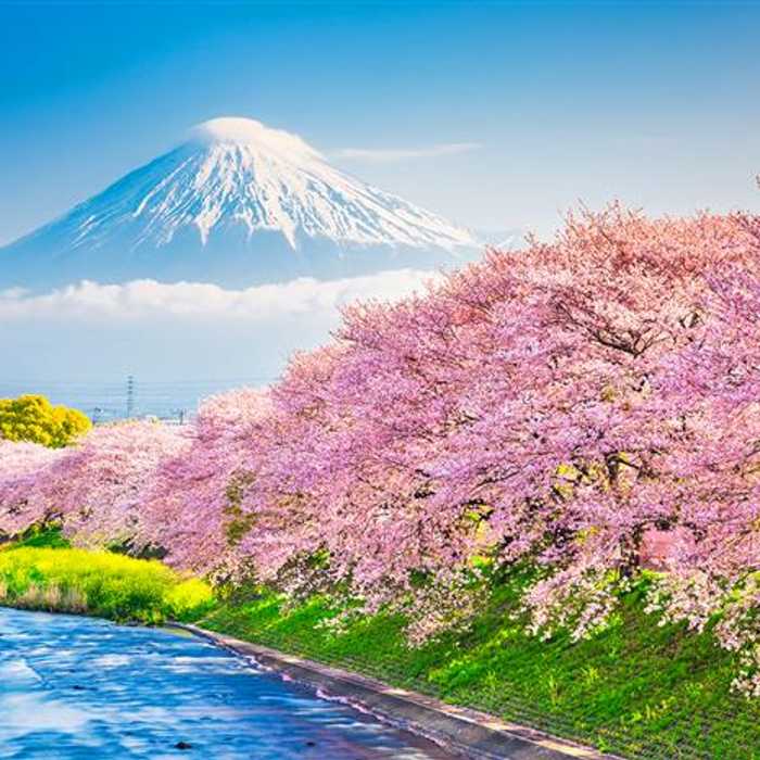 City Lights & Cherry Blossoms