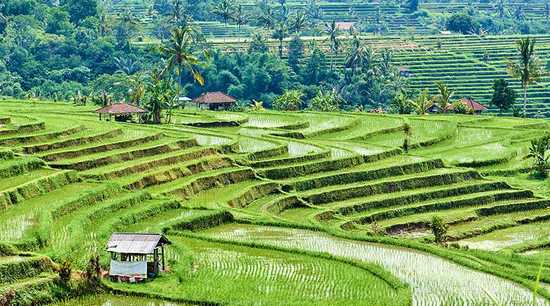 Tegallalang & Jatiluwih Rice Terraces in Bali - World Holiday Vibes