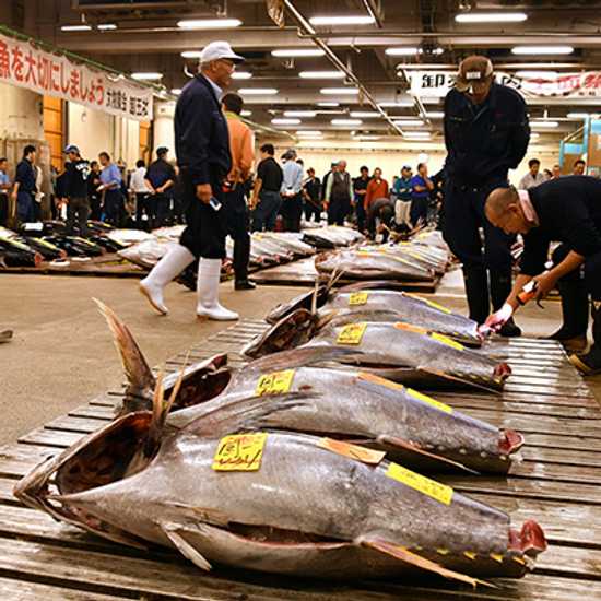 Tsukiji Fish Market in Tokyo - World Holiday Vibes, Good Vibes Only