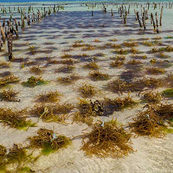 Seaweed Centre - Best places to visit in Zanzibar - Good Vibes Only