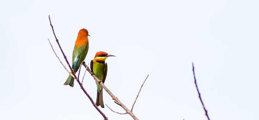 Langkawi's Nature & Safari - World Holiday Vibes