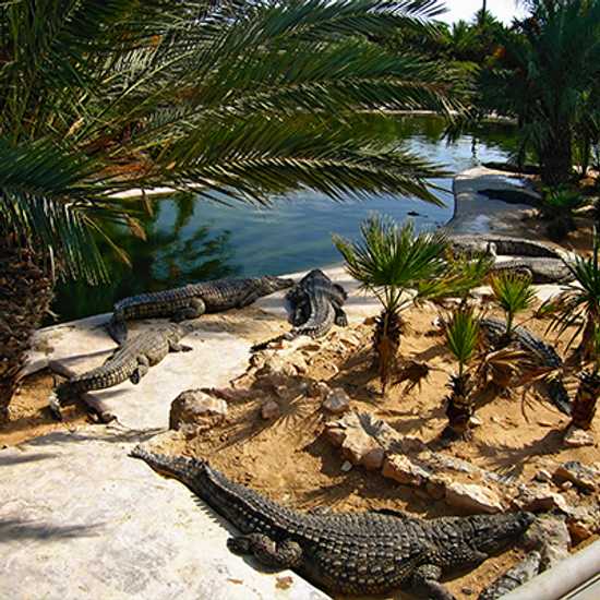 Crocodile Farm - Best things to do in Djerba - Good Vibes Only