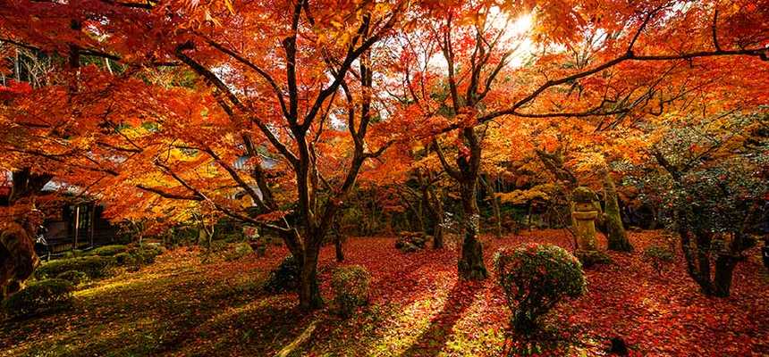 Best time to visit Kyoto - World Holiday Vibes, Good Vibes Only