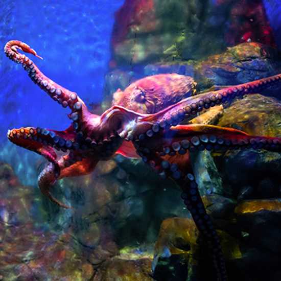 Underwater World Langkawi, top tourist attractions in Langkawi - World Holiday Vibes