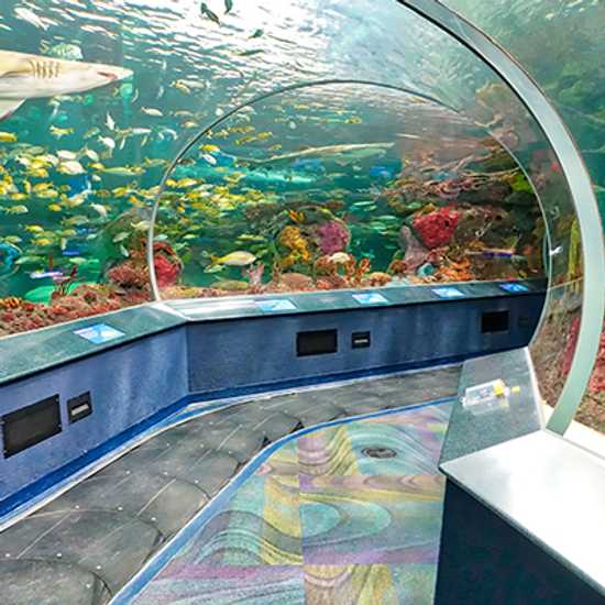 Ripley's Aquarium of Canada - Best places to visit in Toronto - Good Vibes Only