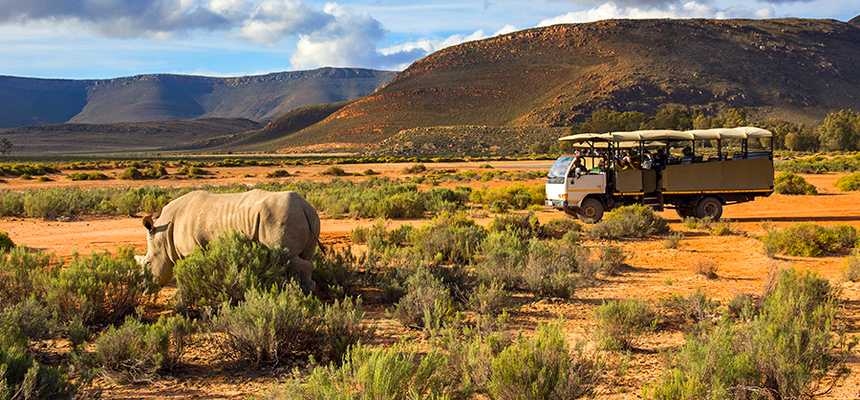 Nature & Safari in Cape Town, South Africa - Good Vibes Only