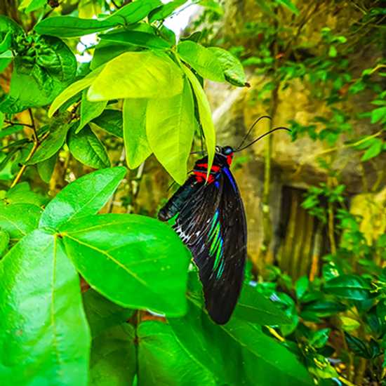 Penang new butterfly farm, best places to visit in Penang - World Holiday Vibes