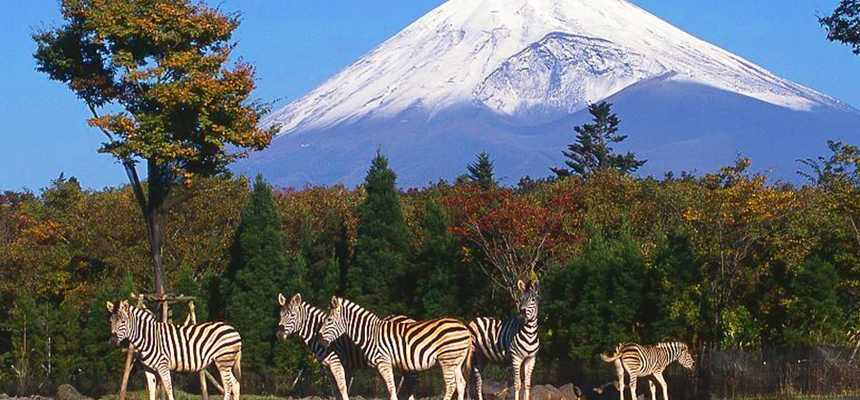 Tokyo Nature & Safari - World Holiday Vibes, Good Vibes Only