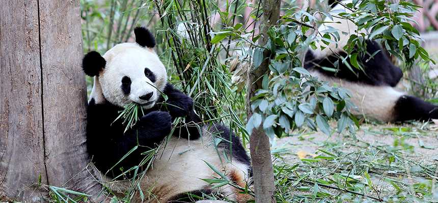 Beijing Nature & Safari - World Holiday Vibes, Good Vibes Only