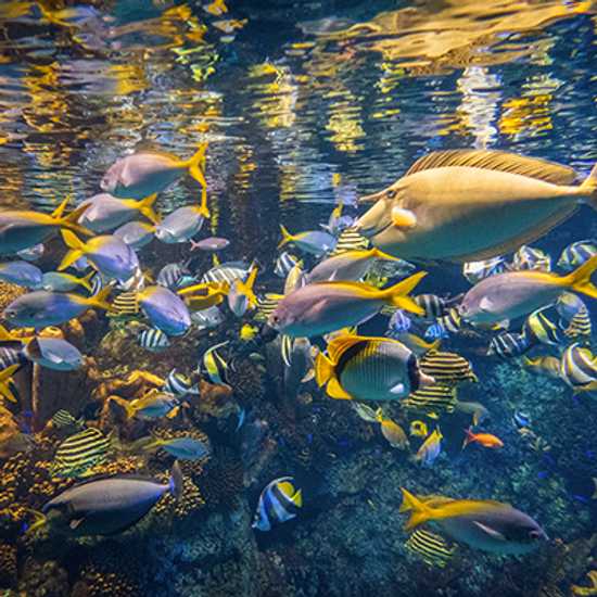 Osaka Aquarium Kaiyukan in Japan - World Holiday Vibes, Good Vibes Only