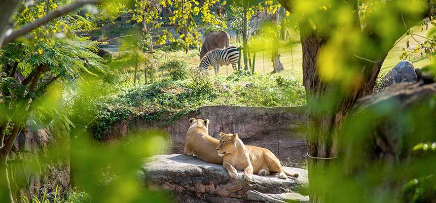Osaka Nature & Safari - World Holiday Vibes, Good Vibes Only