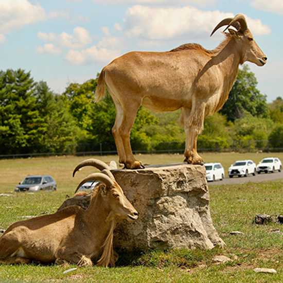 Toronto Zoo - Top fun things to do in Toronto - Good Vibes Only