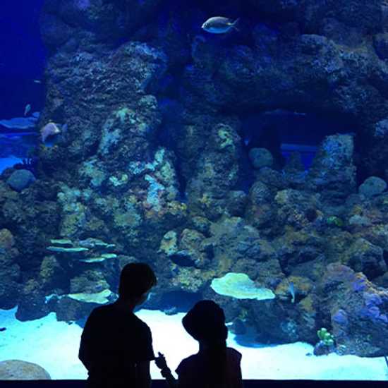 Cairns Aquarium - Best places to visit in Cairns - Good Vibes Only