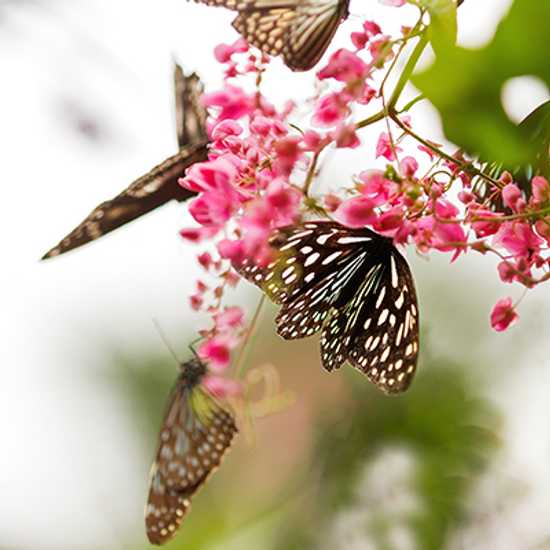 World's largest butterfly park in Kuala Lumpur - World Holiday Vibes