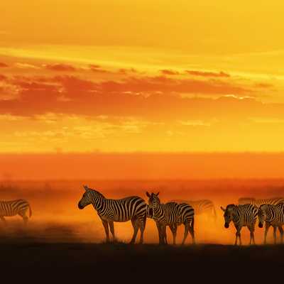 3 Days Safari Escape: Discover Amboseli hero image