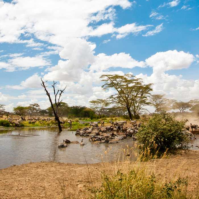 Central Serengeti