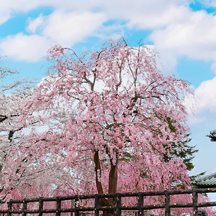 Hirosaki